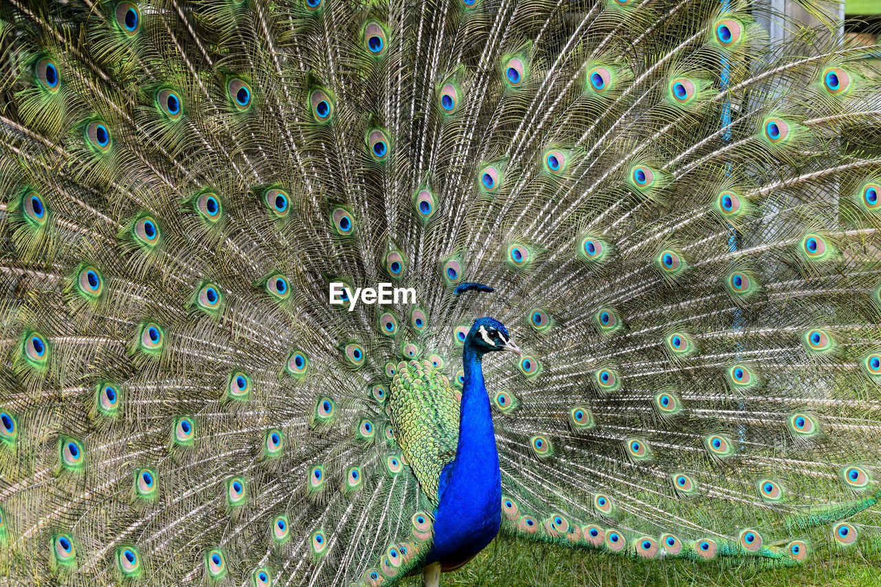 Close-up of peacock