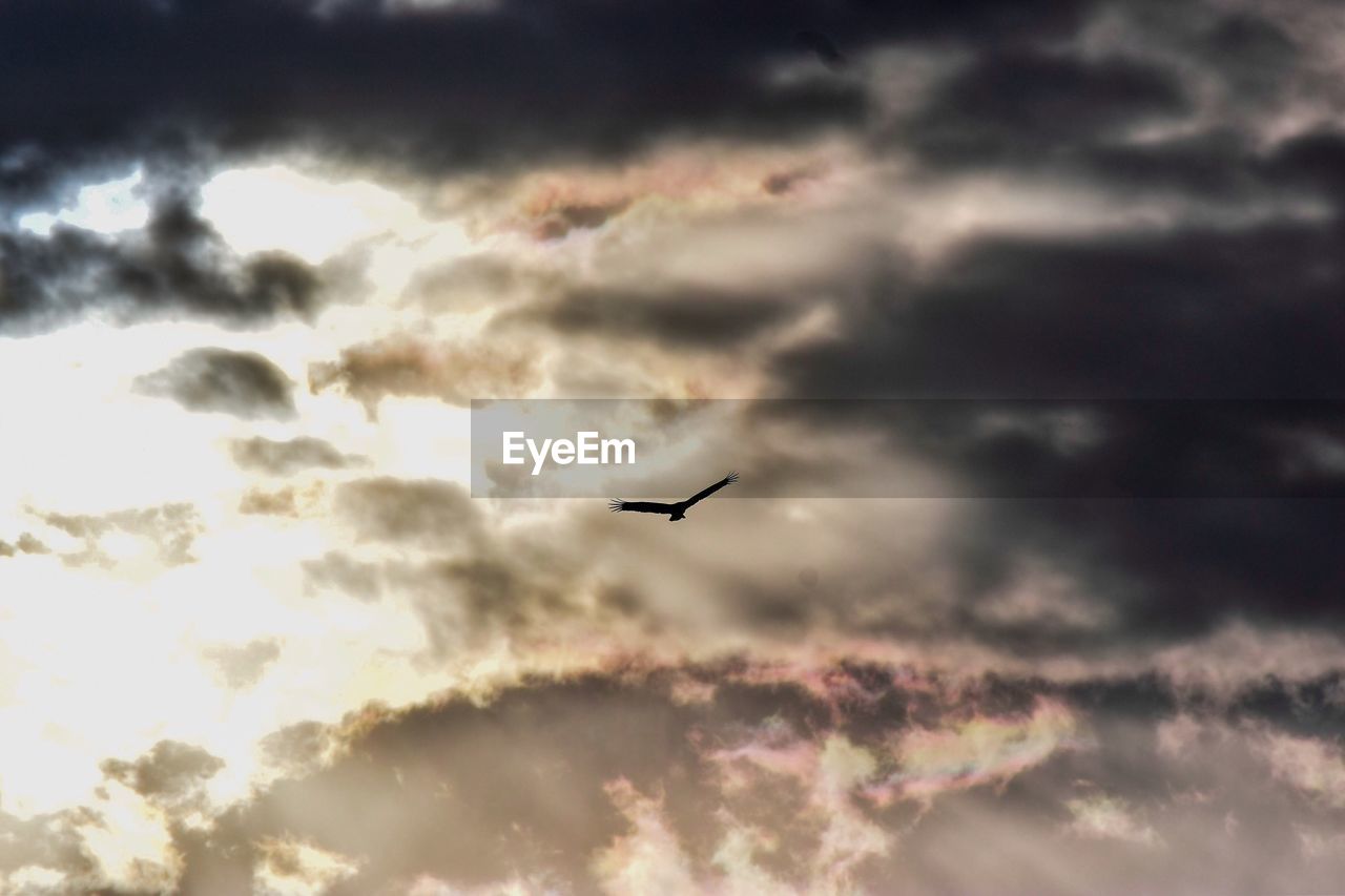 LOW ANGLE VIEW OF SILHOUETTE BIRD FLYING AGAINST SKY DURING SUNSET