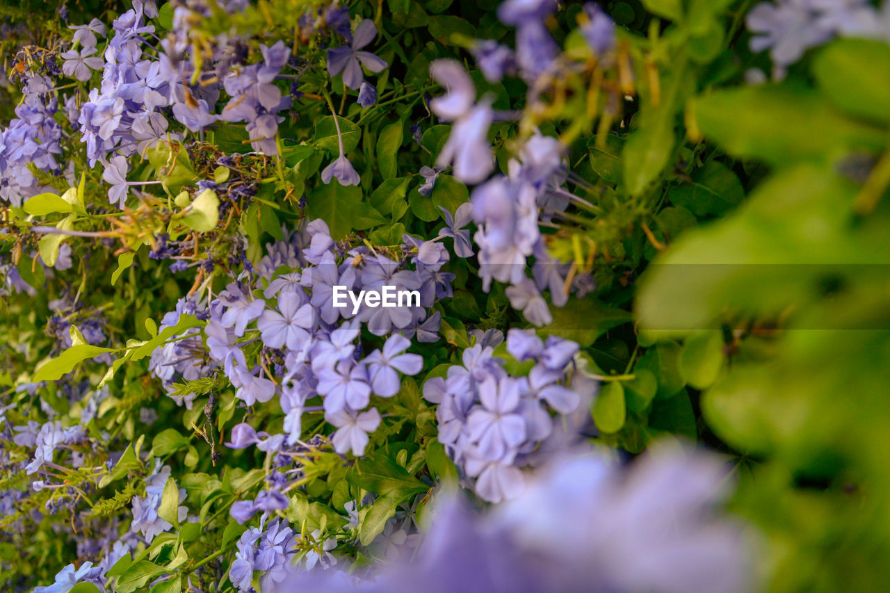 FULL FRAME SHOT OF PURPLE FLOWERING PLANT