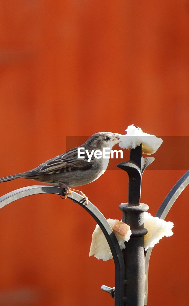 CLOSE-UP OF BIRD PERCHING ON A WOODEN POLE