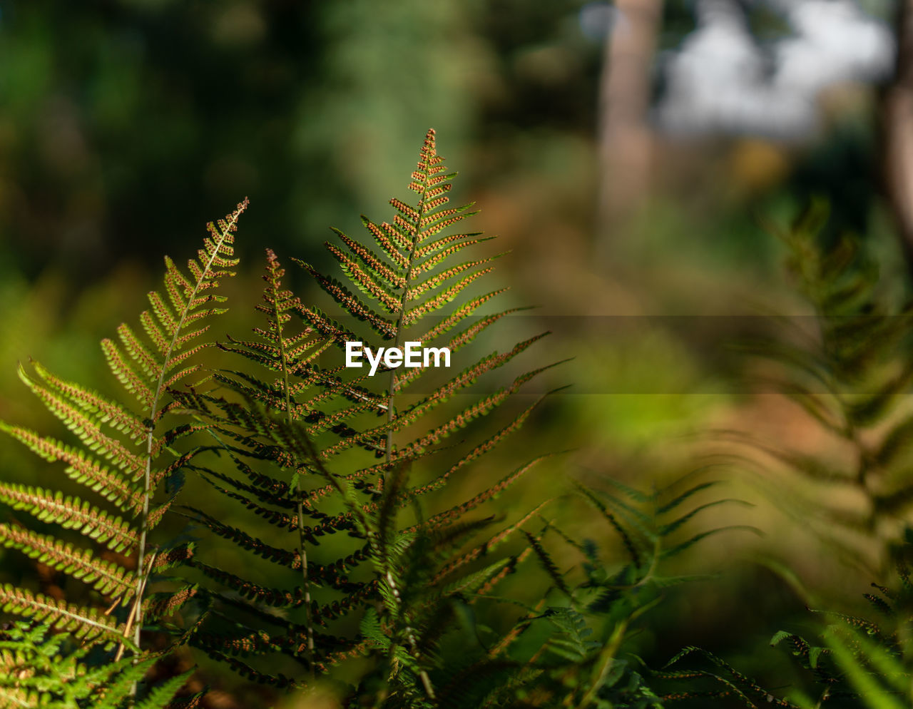 Close-up of fern leaves