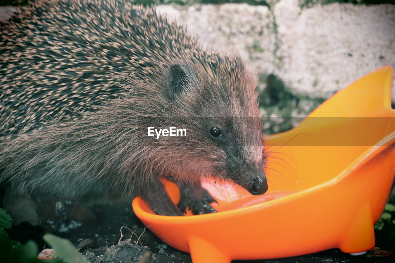 Close-up portrait of a eating hedgehog