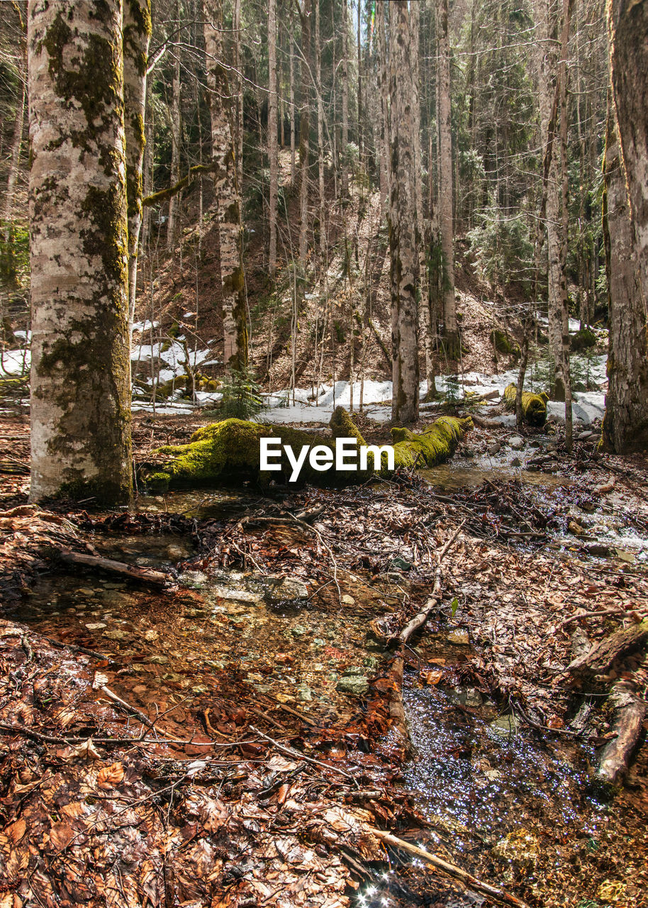 Plants and trees in forest