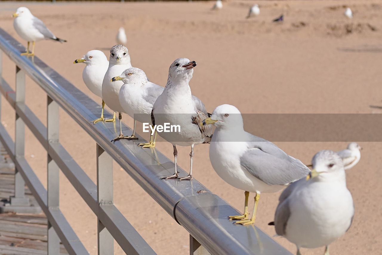 Sea gulls sitting inline on a hand rail at the brighton beach boardwalk, diagonal composition