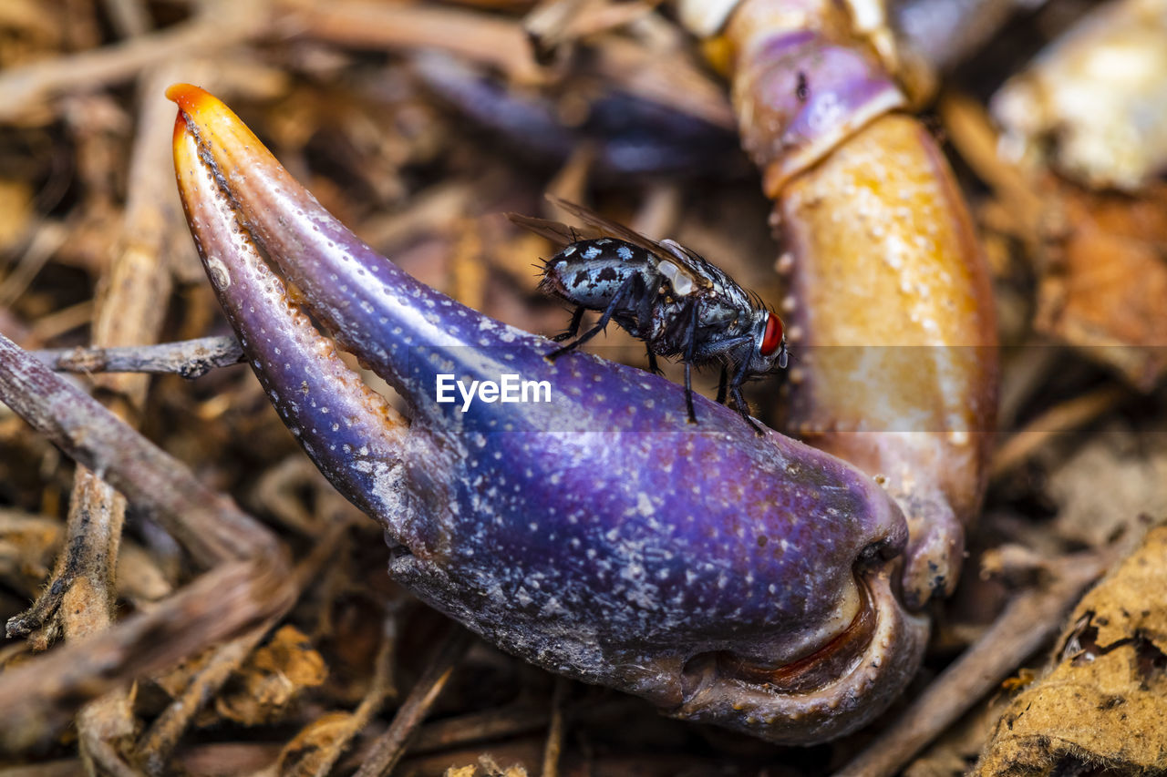 Close-up of of a fly droned by the smell of rotting crab claw