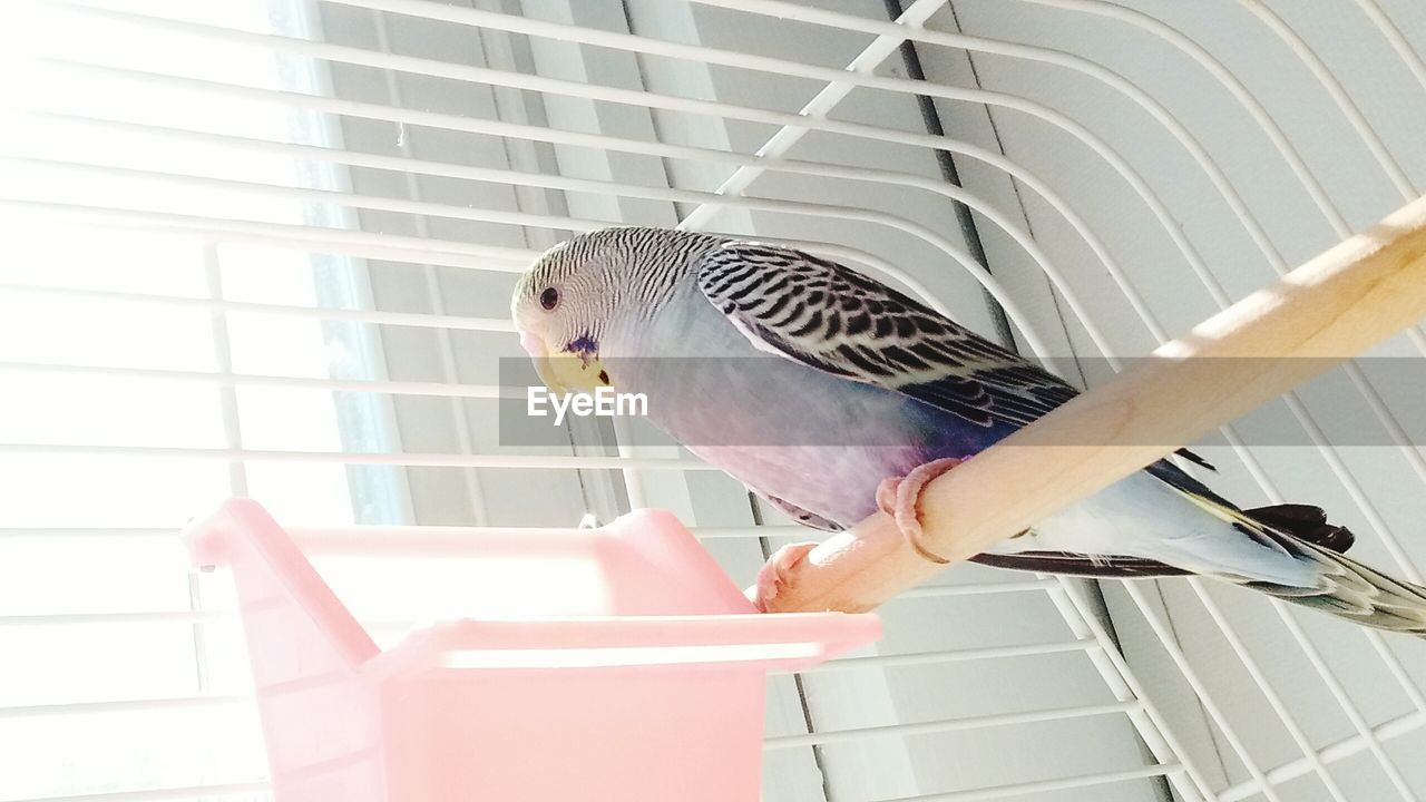 Low angle view of budgerigar in cage