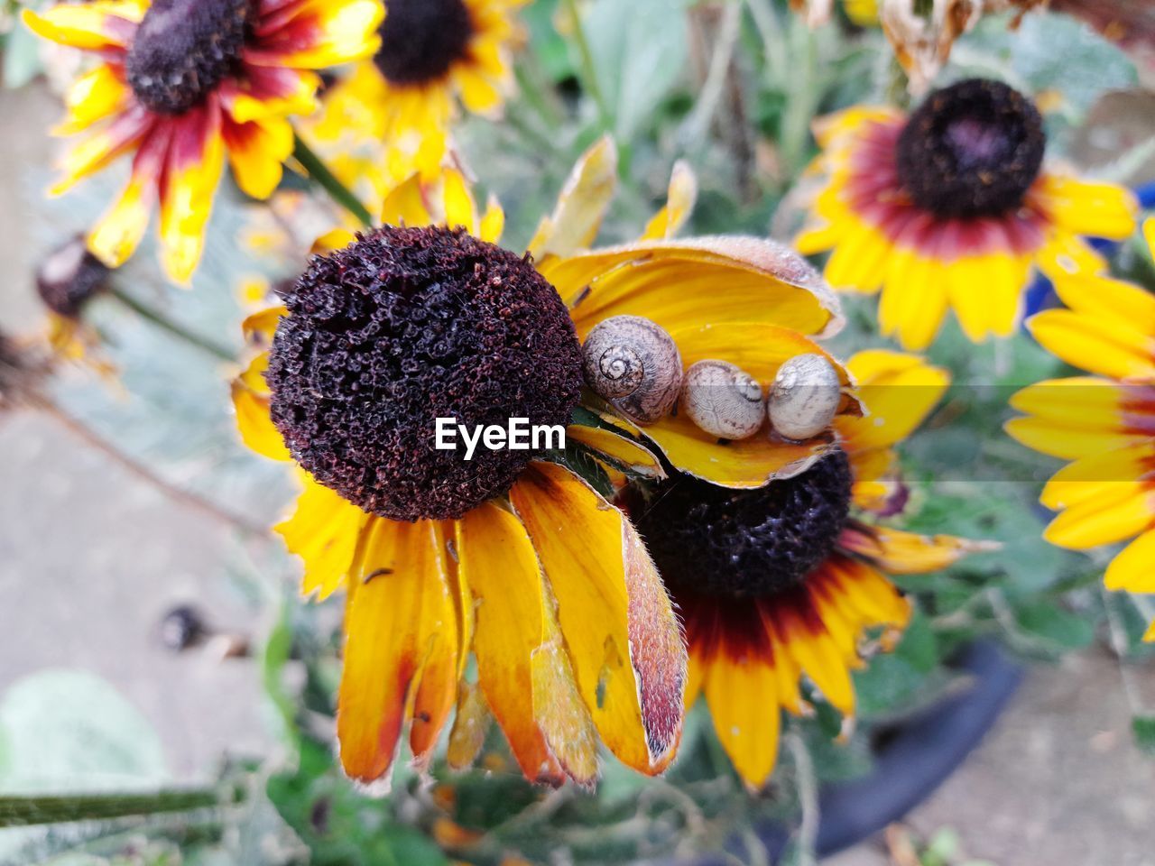 HIGH ANGLE VIEW OF YELLOW FLOWERING PLANT IN BLOOM