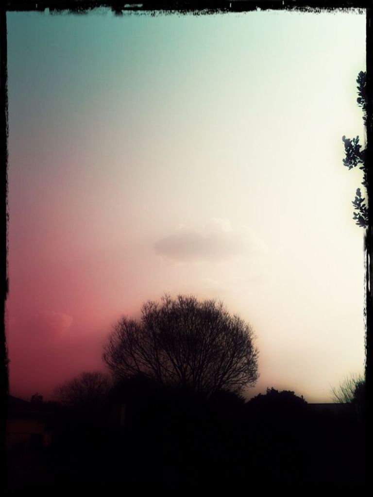 SILHOUETTE OF TREES AT SUNSET