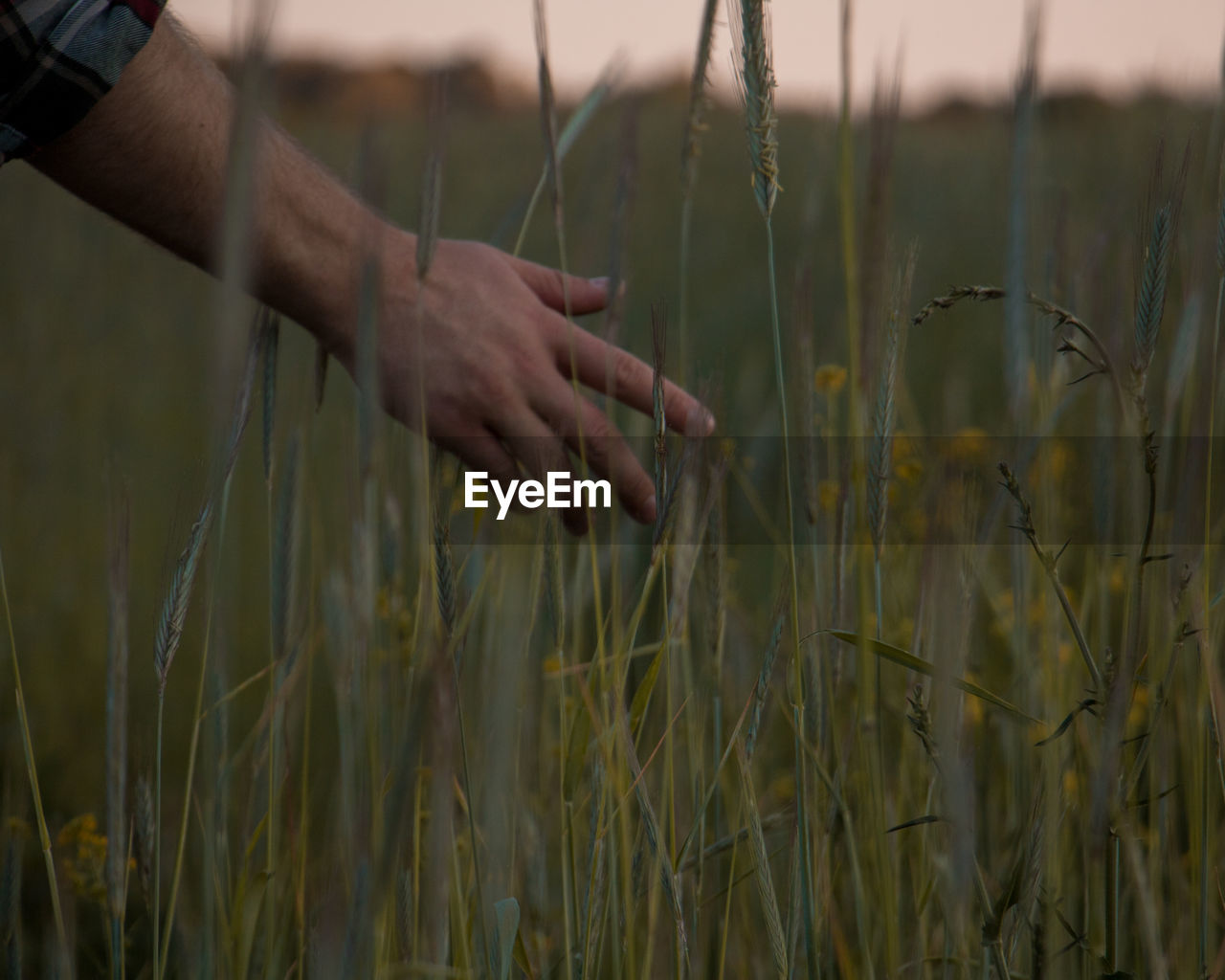 Cropped hand of man touching crops on field during sunset