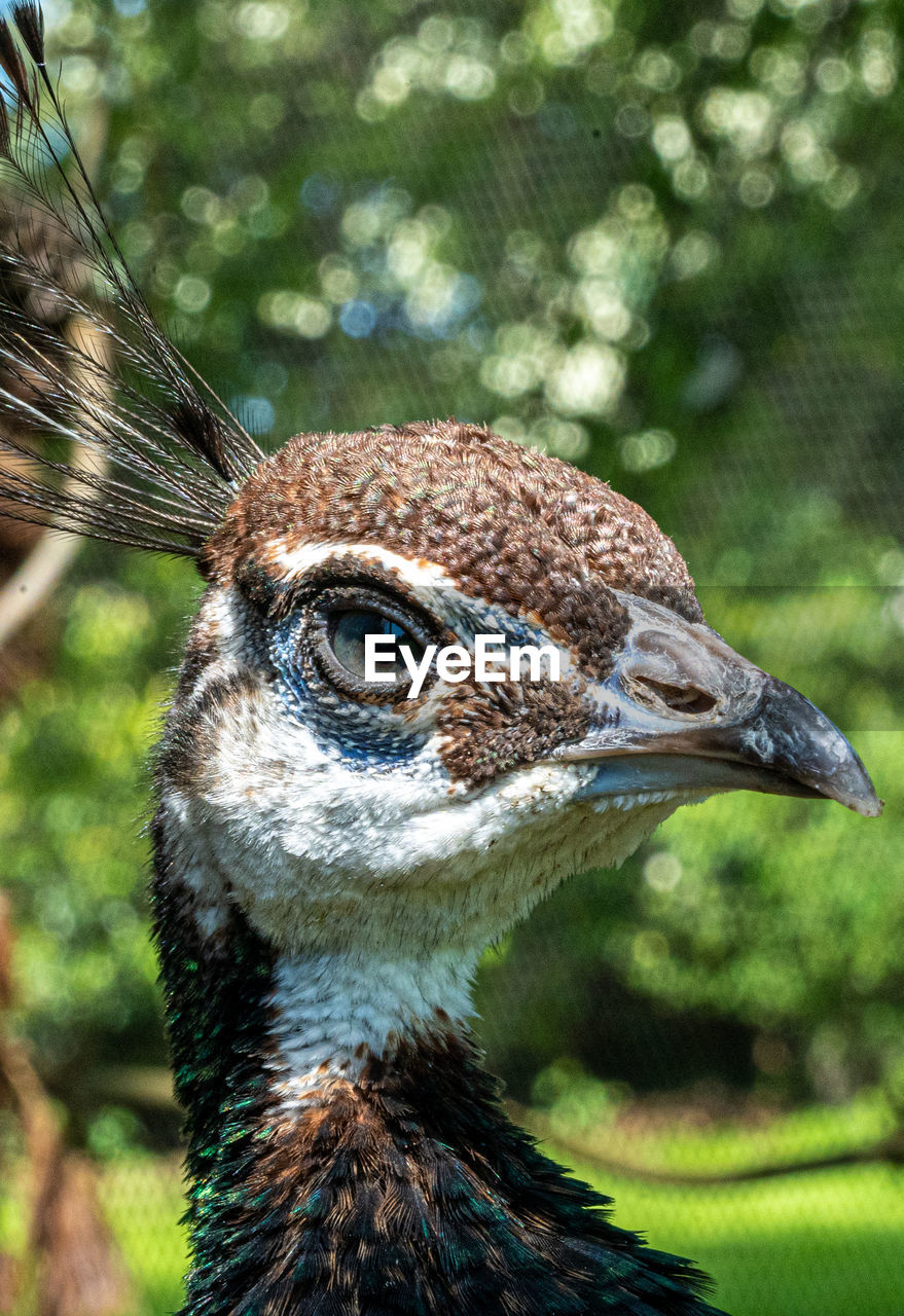 CLOSE-UP OF A DUCK