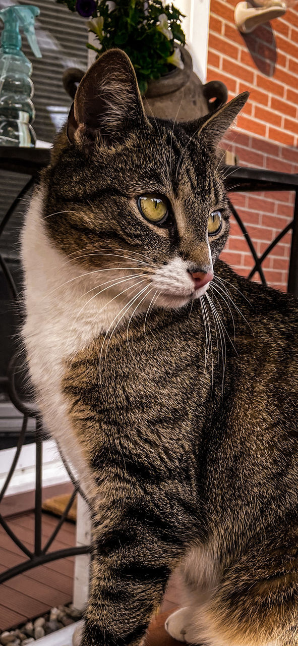 animal themes, animal, cat, pet, mammal, domestic animals, one animal, domestic cat, feline, whiskers, small to medium-sized cats, felidae, no people, carnivore, tabby cat, looking, indoors, looking away, sitting, close-up