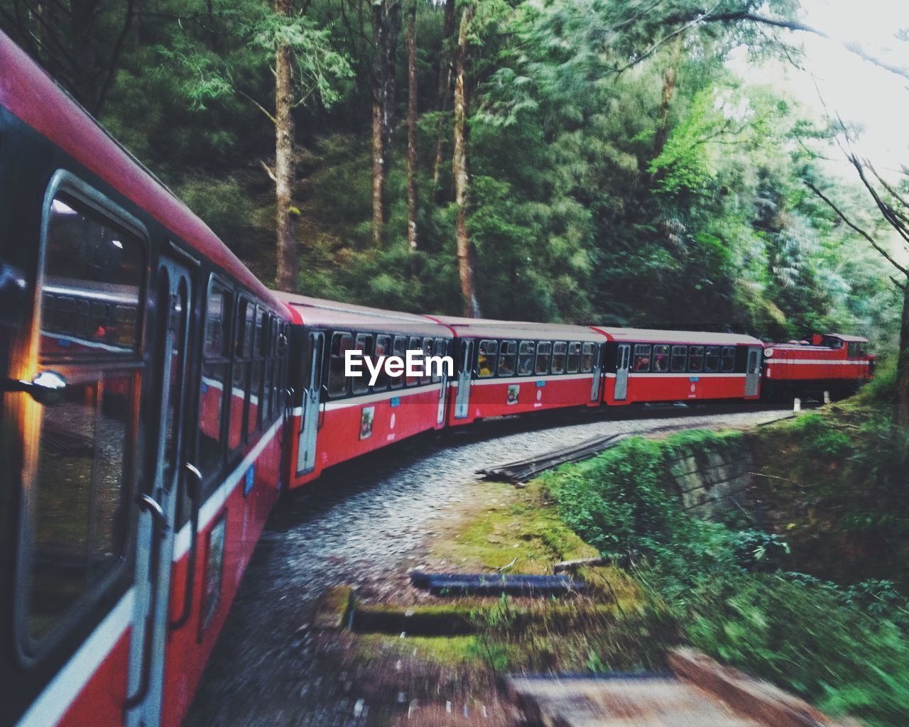 Train by trees in forest