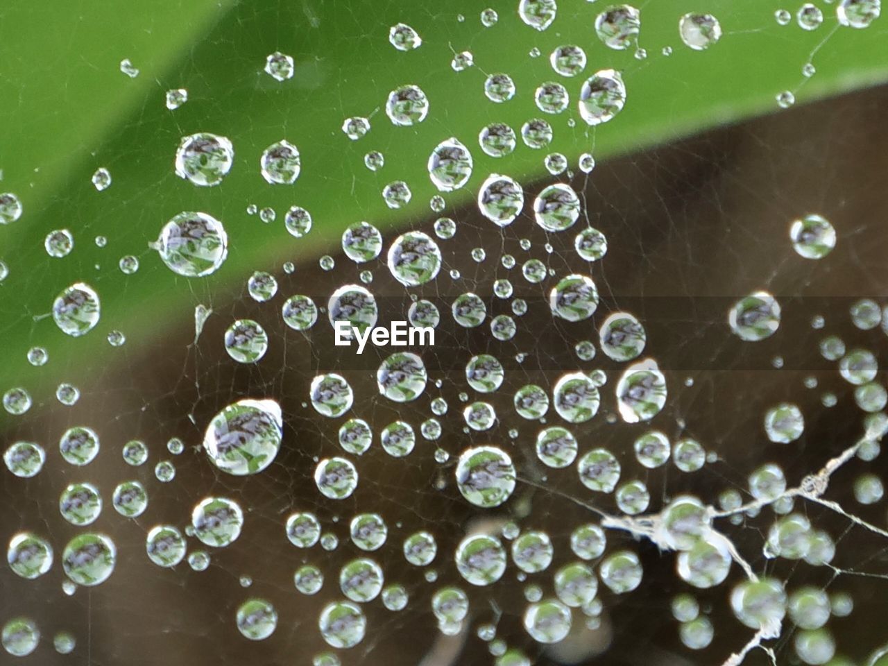 HIGH ANGLE VIEW OF WATER DROPS ON WEB