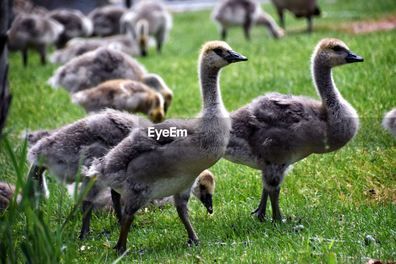 bird, animal themes, animal, group of animals, wildlife, animal wildlife, grass, plant, nature, beak, water bird, young animal, no people, field, land, young bird, ducks, geese and swans, day, goose, large group of animals, canada goose, green, gosling, outdoors, focus on foreground, beauty in nature