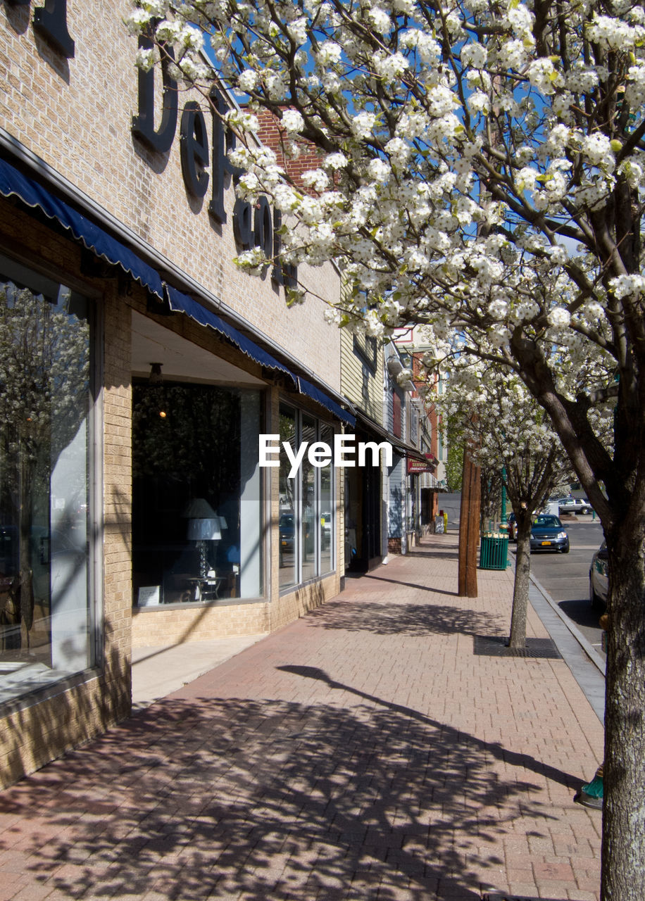 White flowering tree outside building