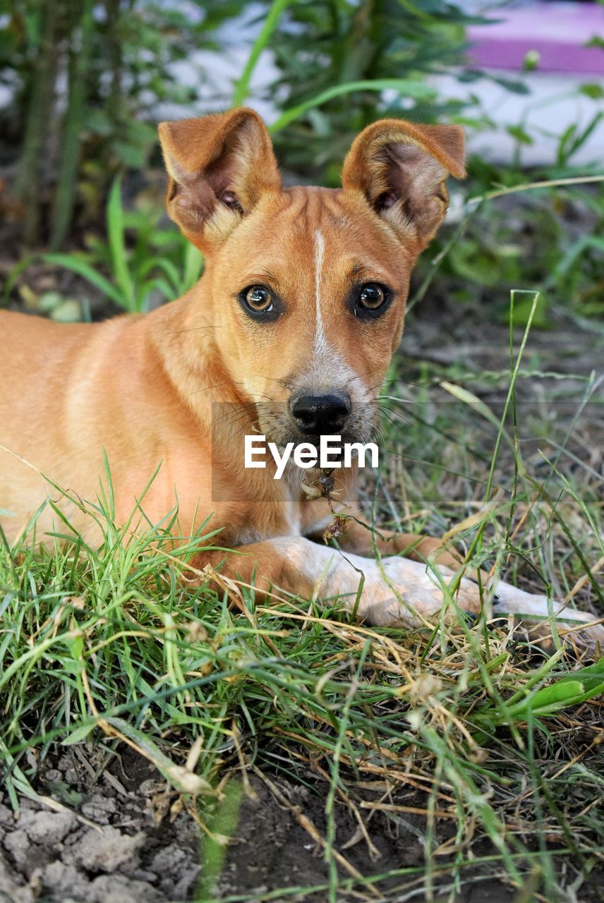 Portrait of dog on field