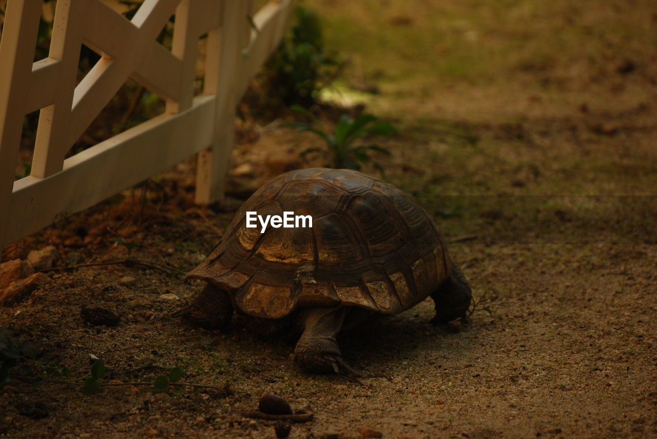 CLOSE-UP OF A TURTLE ON THE FIELD