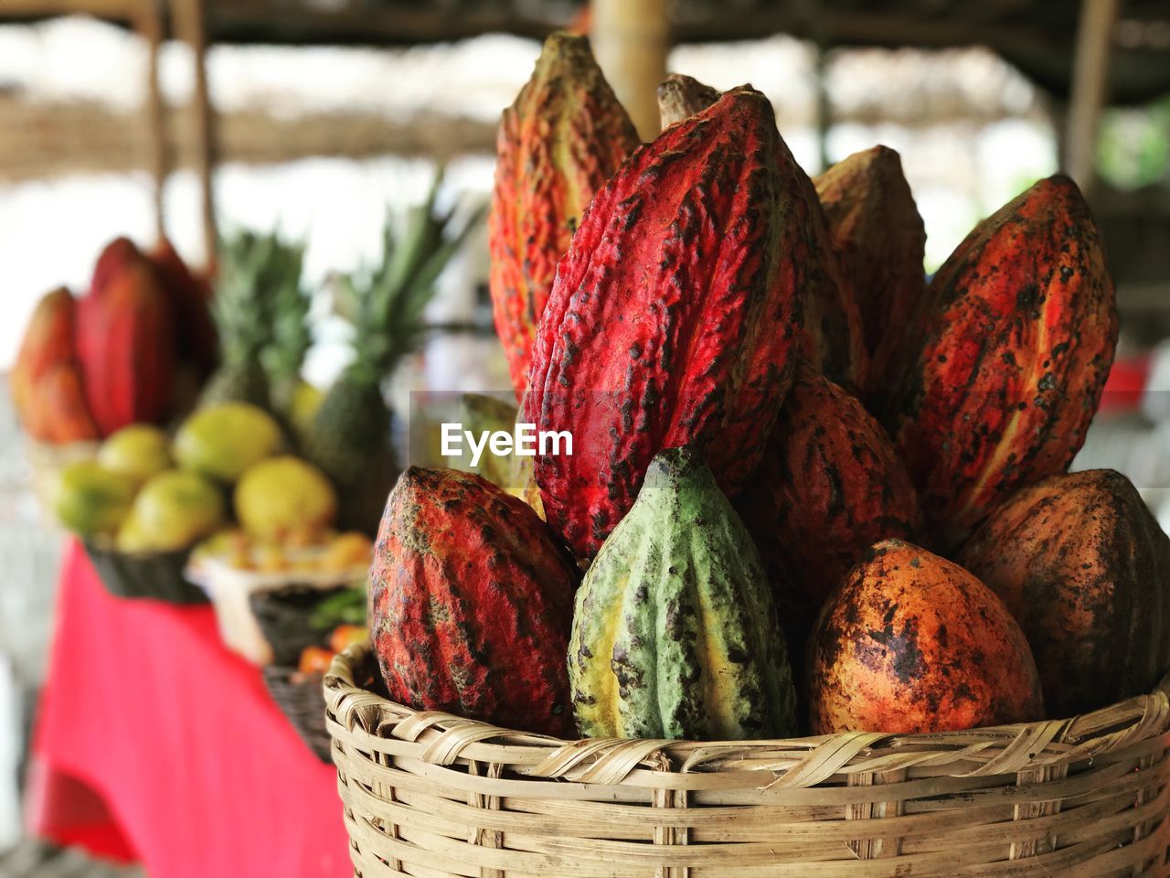 Close-up of cacao fruits in basket in brazil 