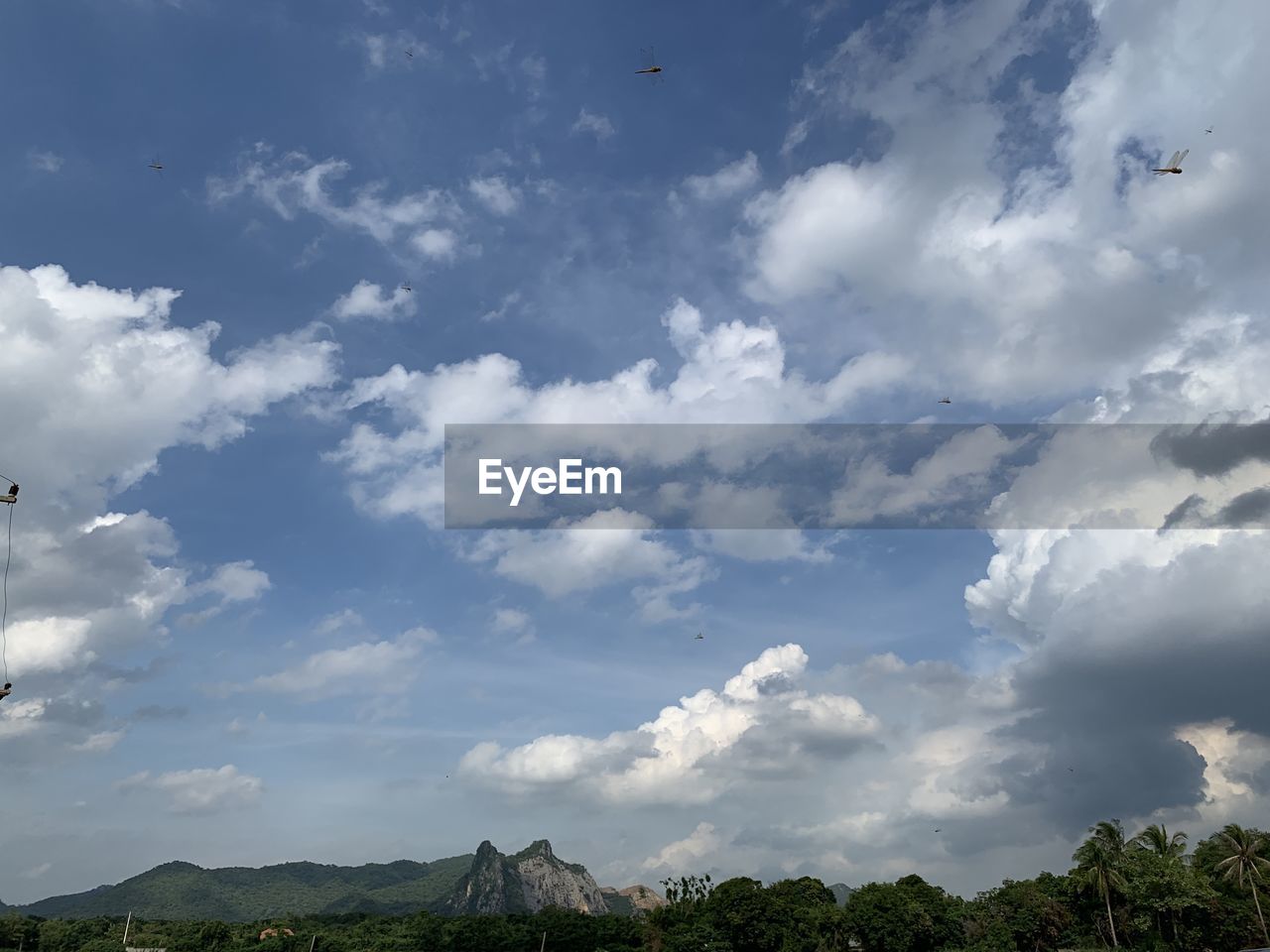 LOW ANGLE VIEW OF TREES AND SKY