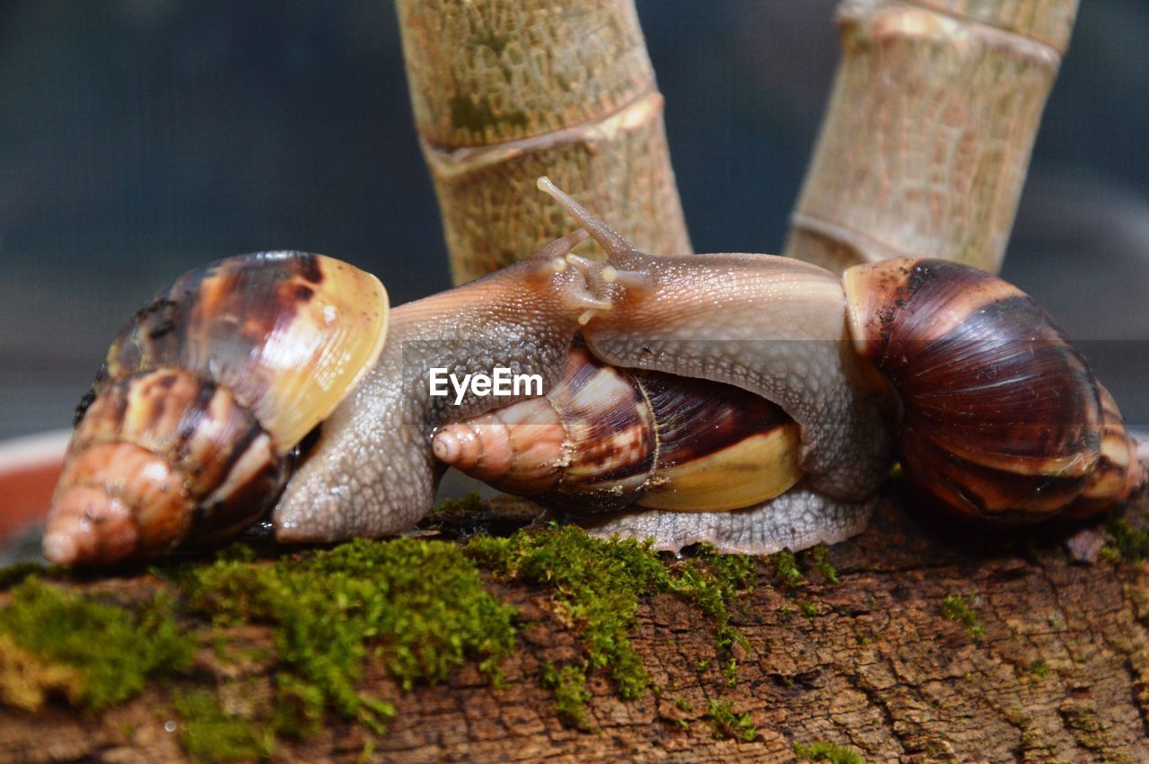 CLOSE-UP OF SNAILS ON WOOD