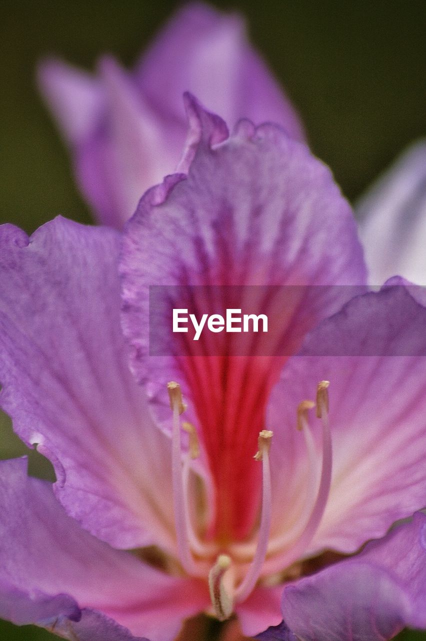 CLOSE-UP OF PURPLE FLOWER BLOOMING