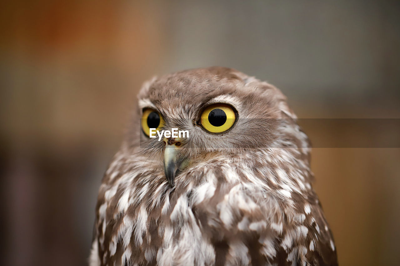 Close-up portrait of owl