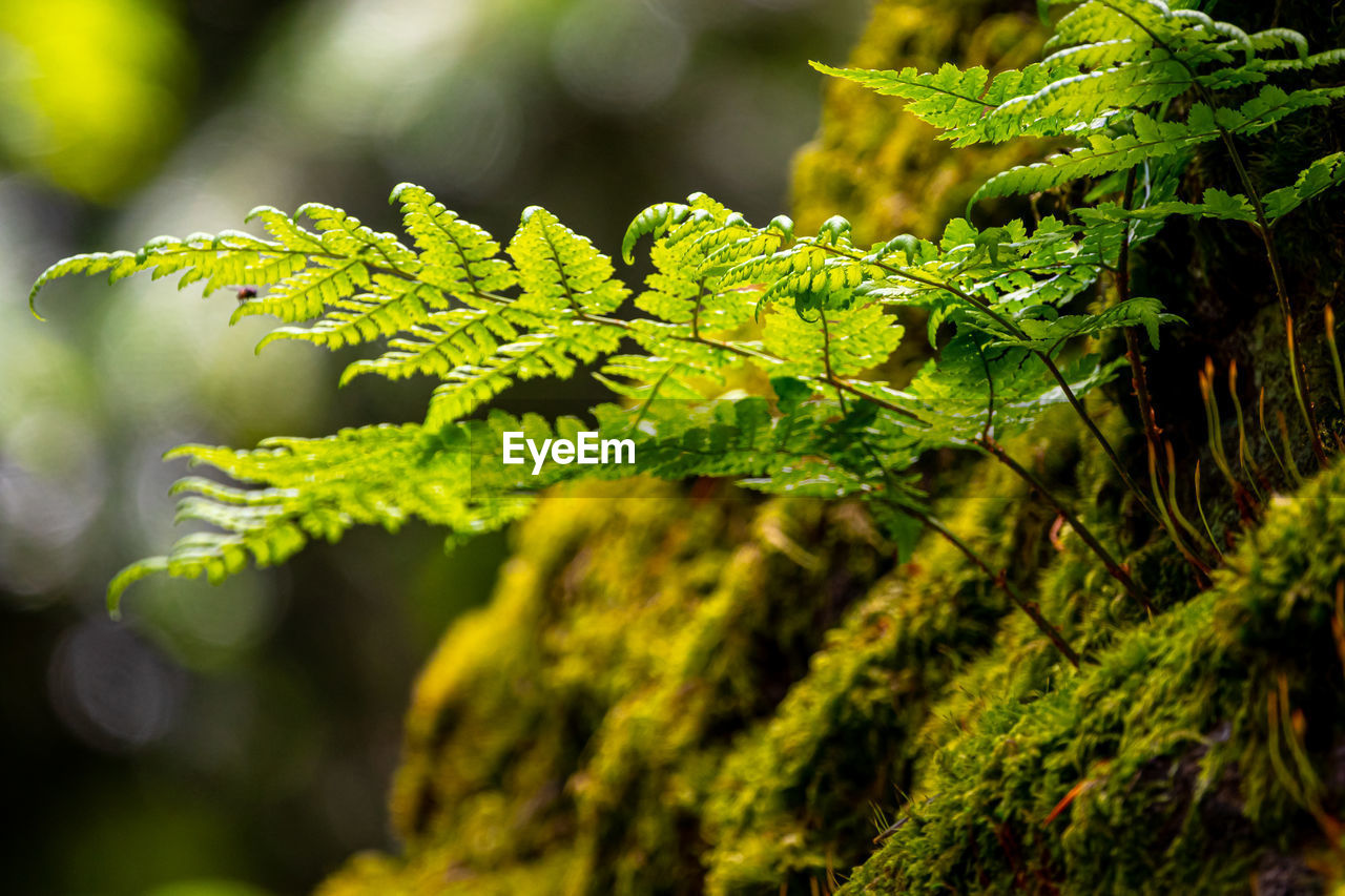 Close-up of moss on branch