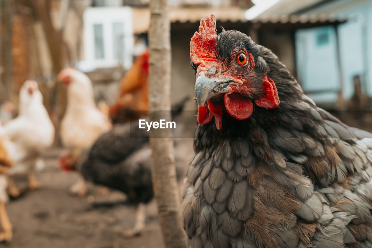 Beautiful close-up chicken on home farm. livestock, housekeeping organic  hen with red scallop