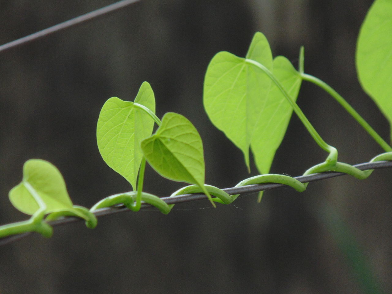 Close-up of plant growing outdoors