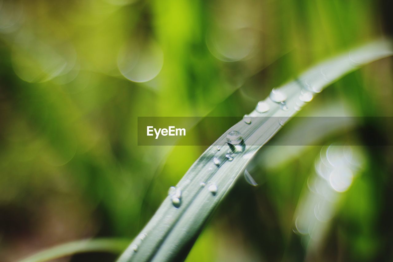 CLOSE-UP OF WATER DROPS ON GRASS