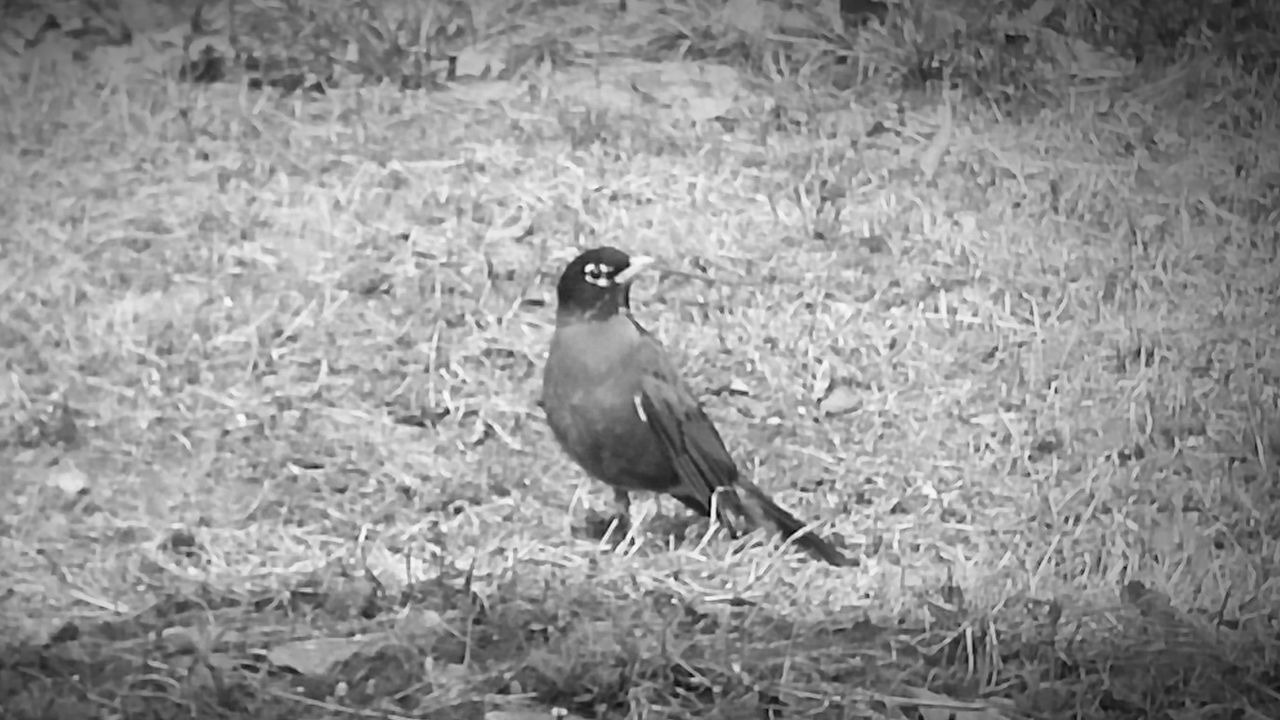 BIRD PERCHING ON GRASS FIELD