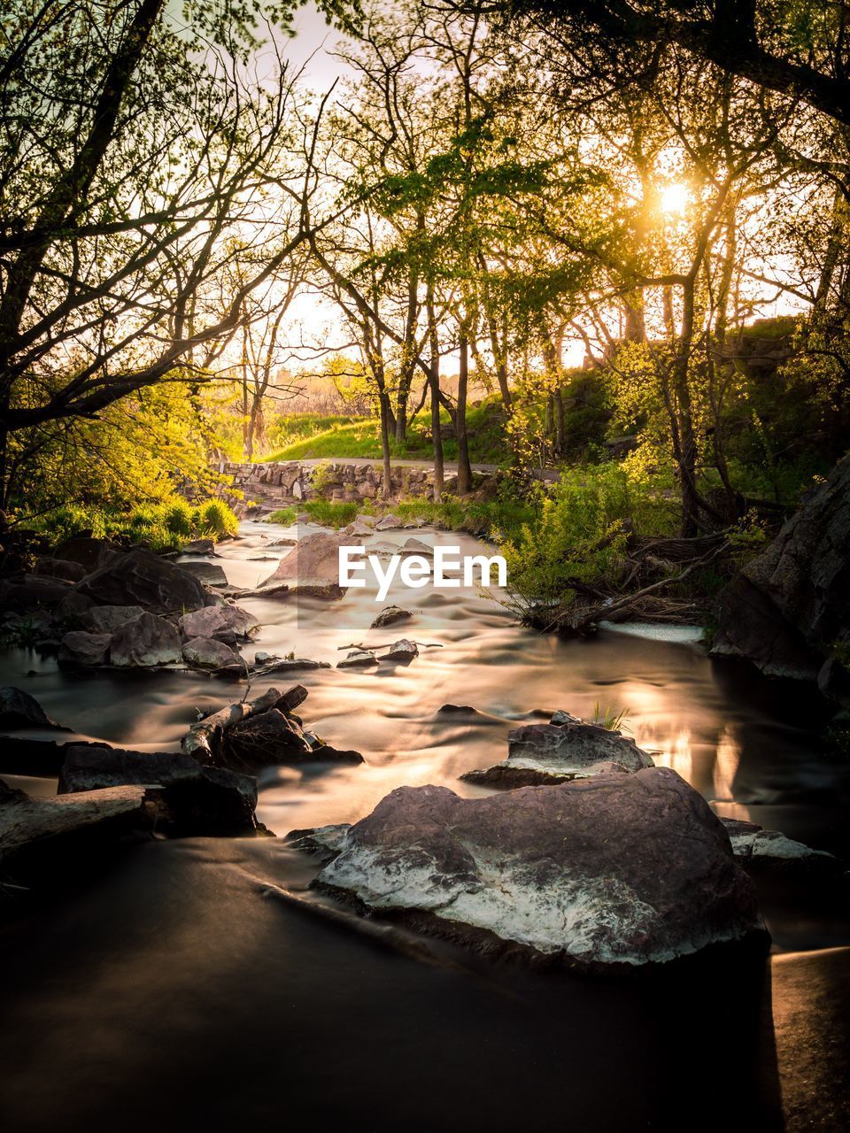 RIVER AMIDST TREES IN FOREST