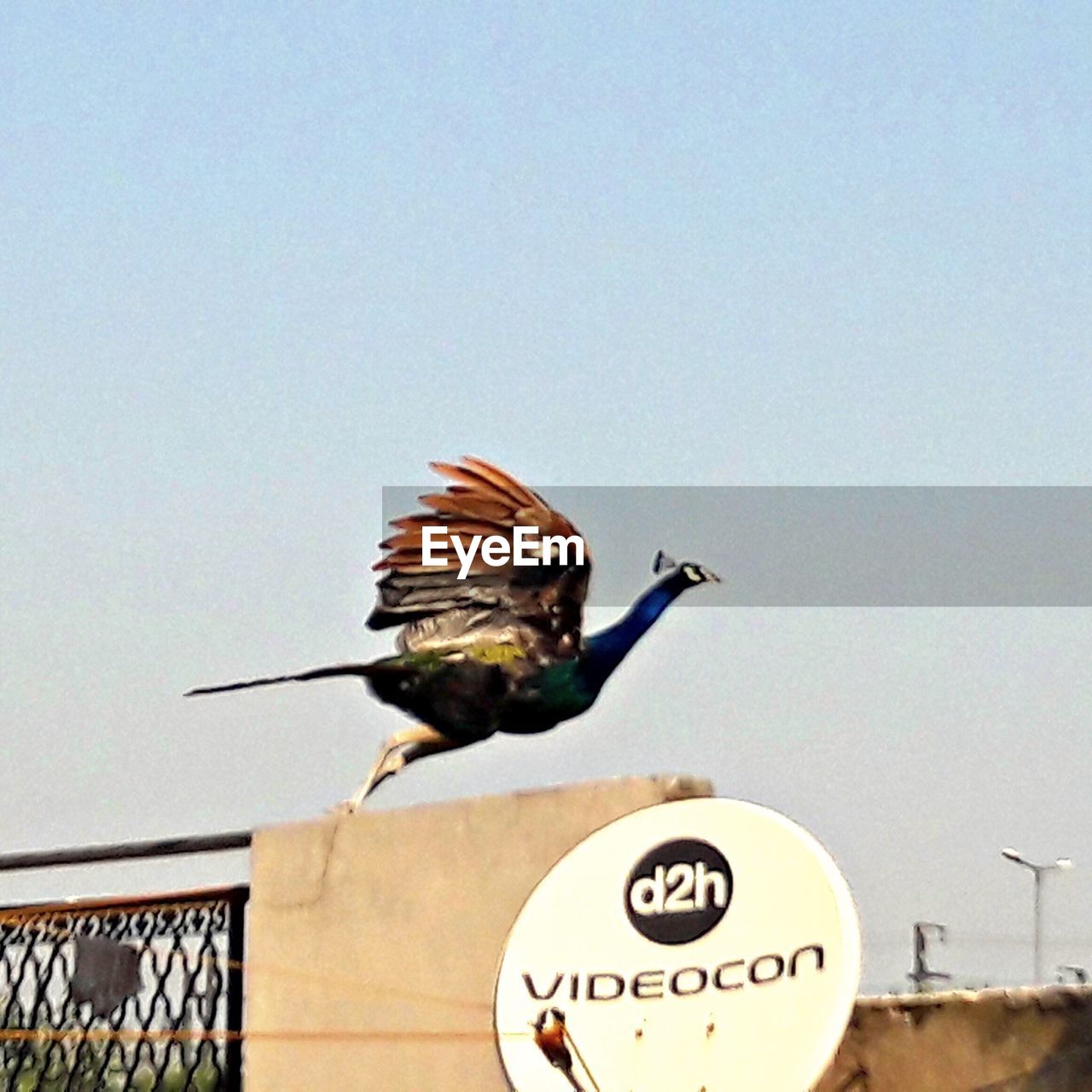 LOW ANGLE VIEW OF BIRD PERCHING ON POLE AGAINST SKY