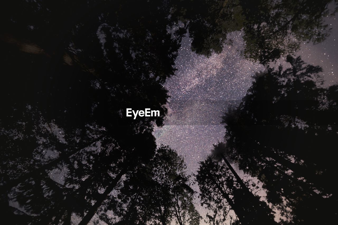 Low angle view of trees against sky at night