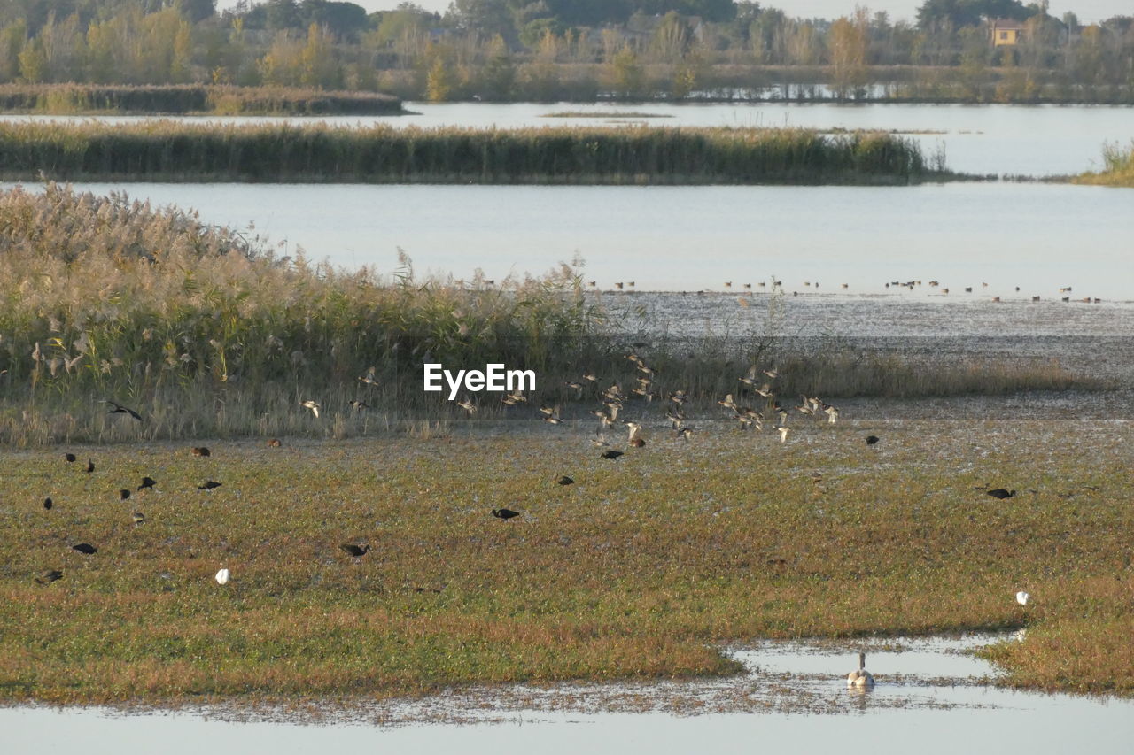 BIRDS IN LAKE