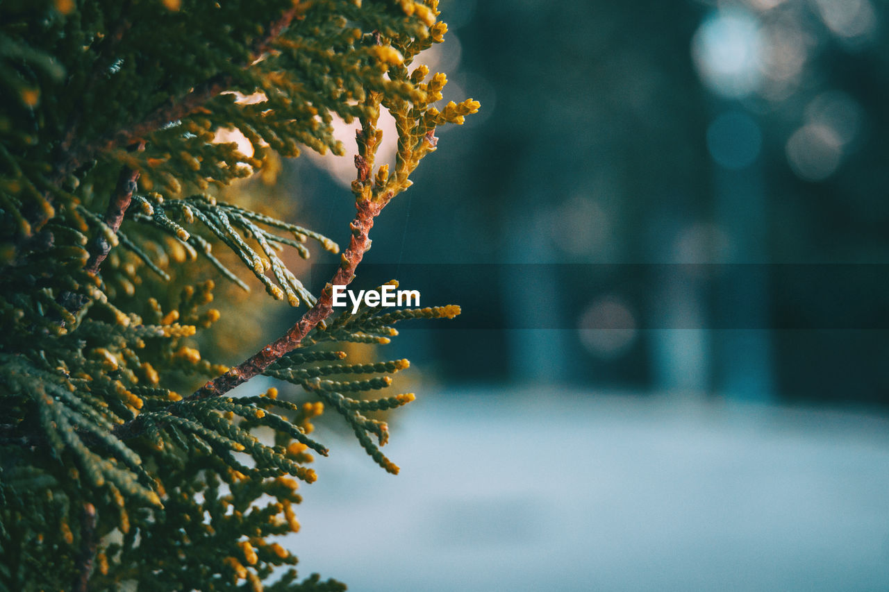 Close-up of tree branch during winter