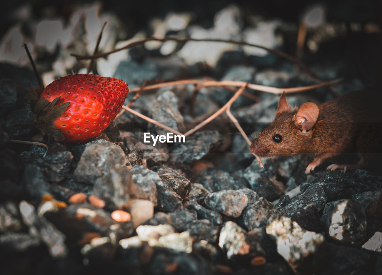 Mouse going to eat a strawberry. 