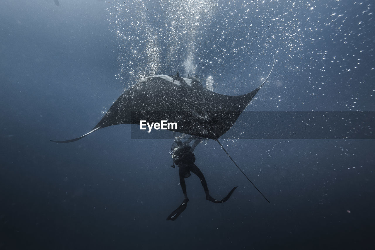 Low angle view of manta ray and scuba diver in sea