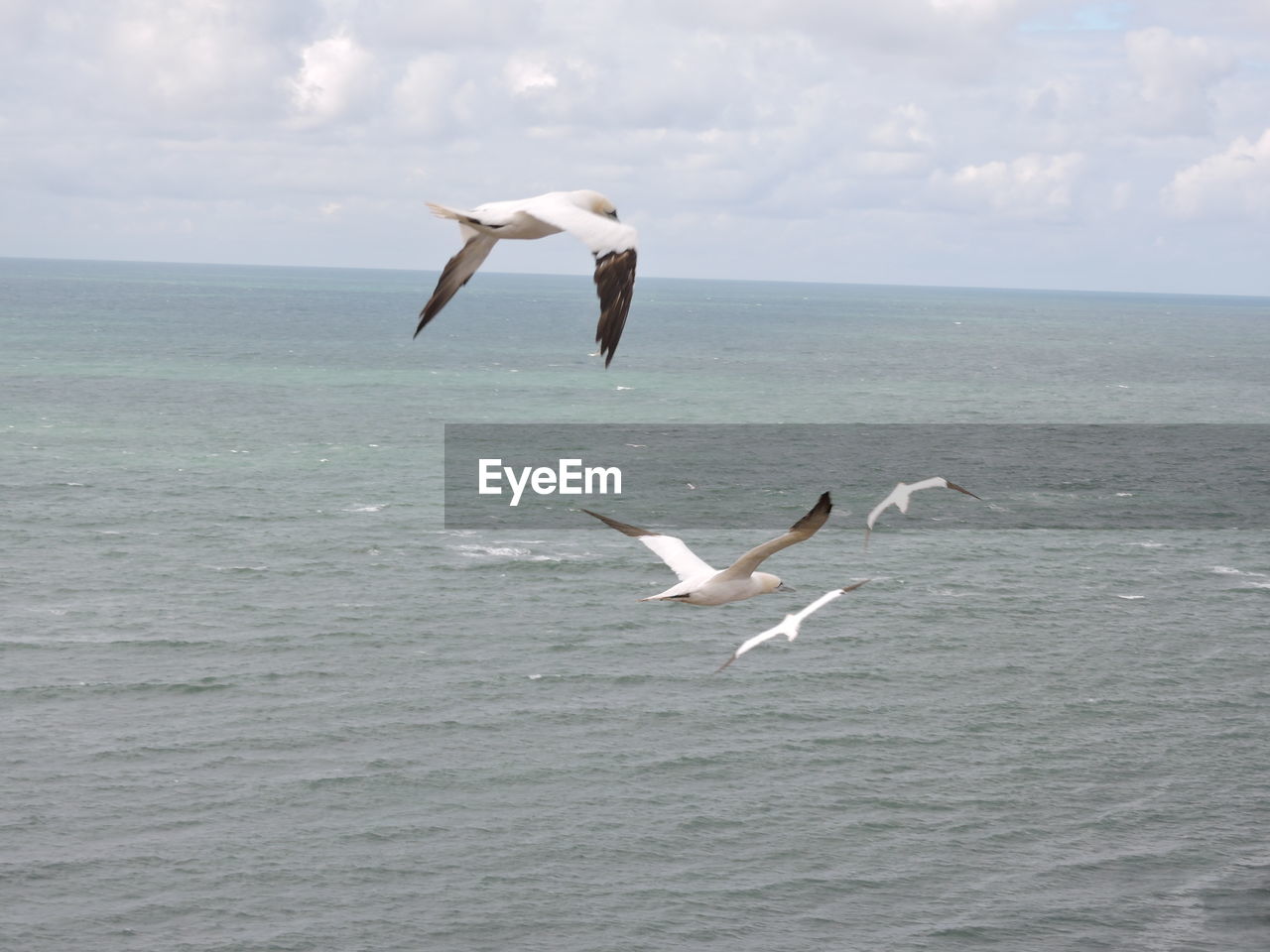 Seagull flying over sea against sky