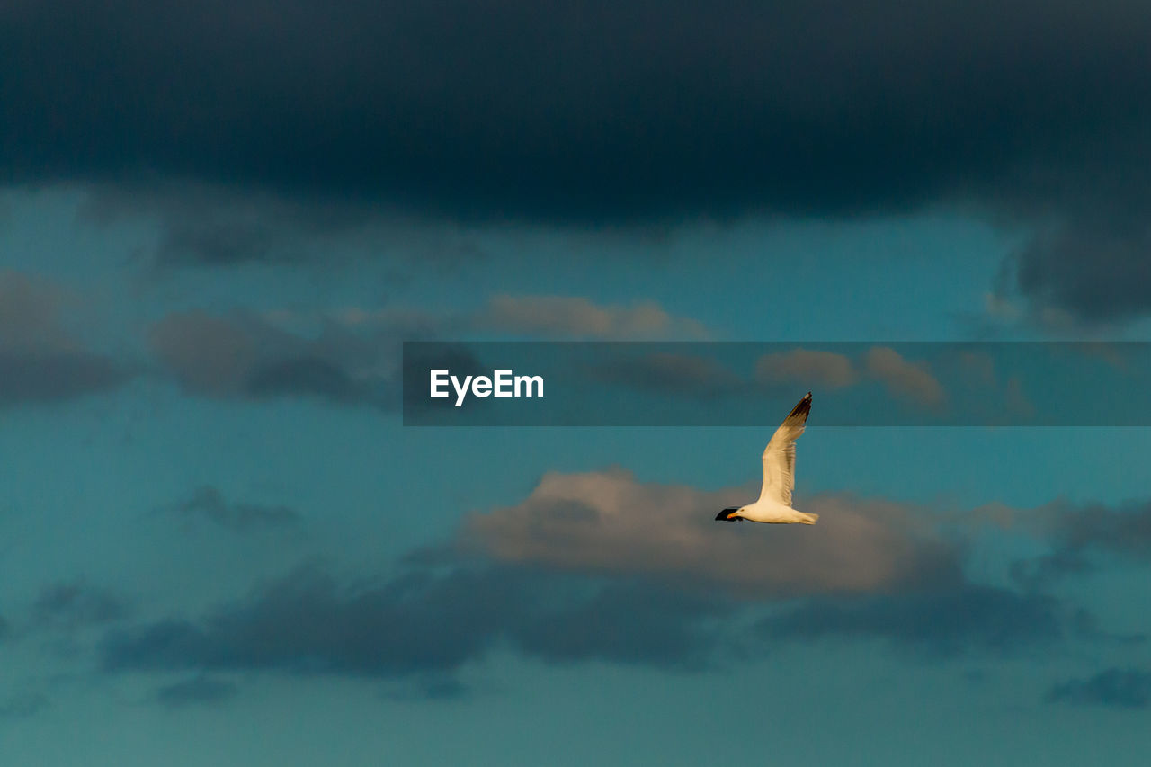 Low angle view of seagull flying in sky