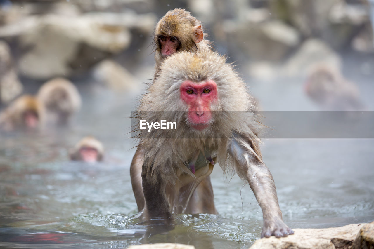 Portrait of monkeys in hot spring
