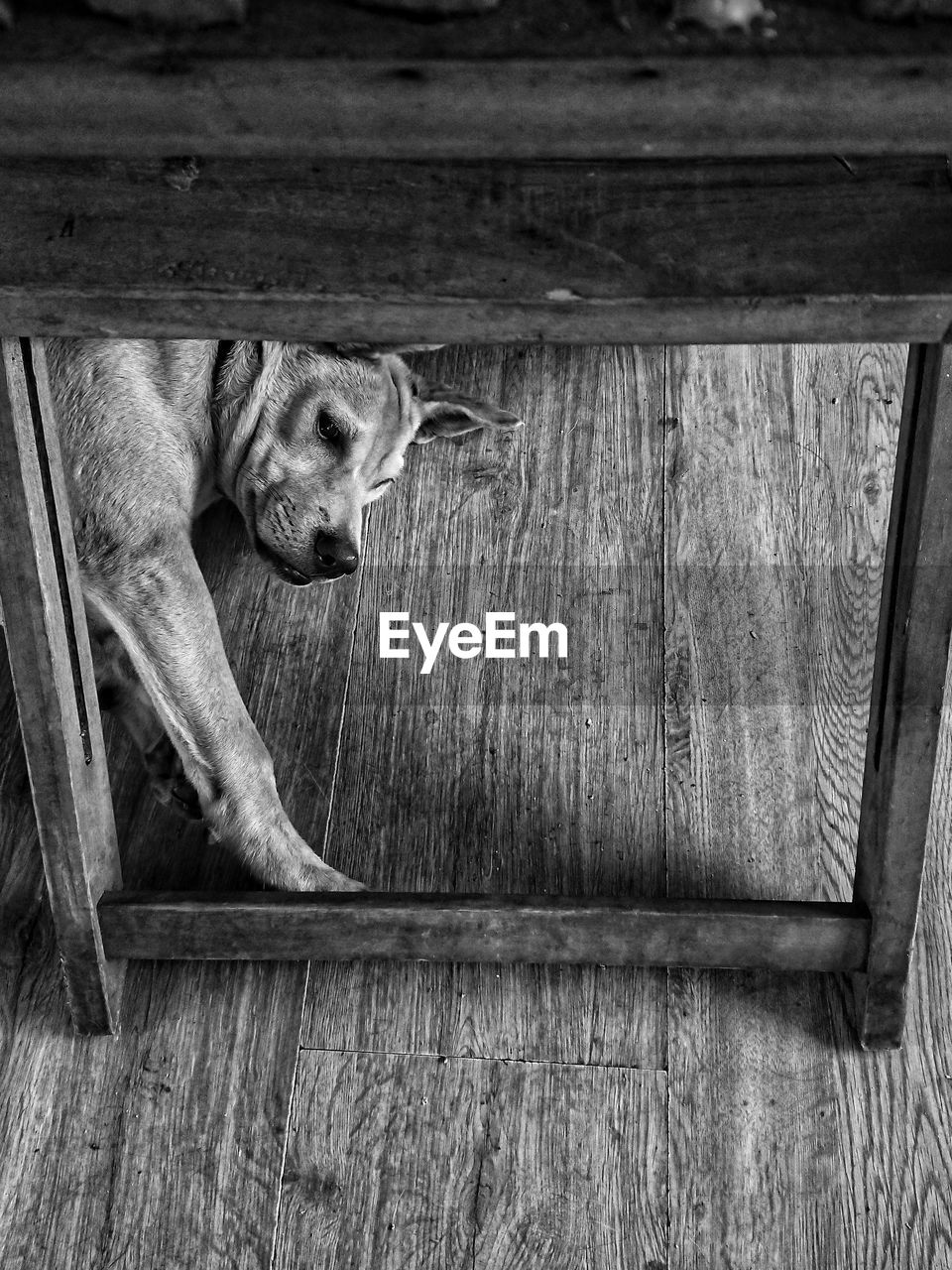 HIGH ANGLE VIEW OF DOG RELAXING ON WOODEN FLOOR