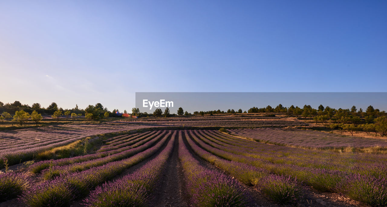 landscape, environment, field, land, sky, plant, agriculture, nature, rural scene, purple, flower, scenics - nature, rural area, lavender, food and drink, flowering plant, beauty in nature, horizon, farm, crop, in a row, growth, food, blue, prairie, freshness, plain, tranquility, no people, travel, clear sky, outdoors, tranquil scene, multi colored, cloud, sunset, grassland, tree, grass, sunny, social issues, vegetable, summer, hill, travel destinations, sun, abundance, idyllic, perfume, sunlight, non-urban scene, springtime, tourism