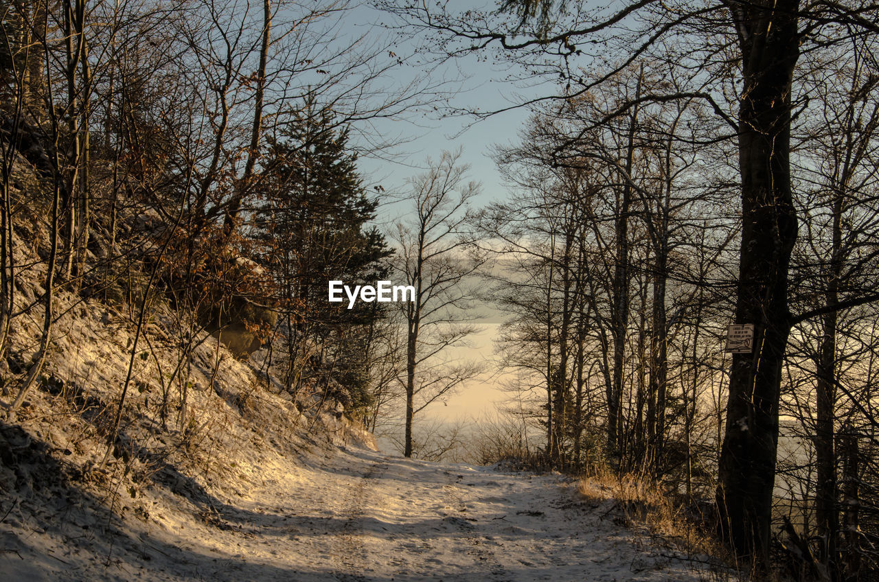 Road amidst bare trees in forest during winter