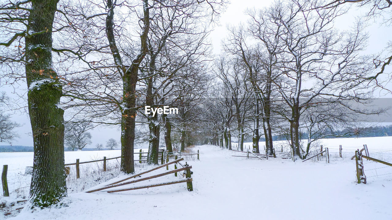 Bare trees on snow covered field