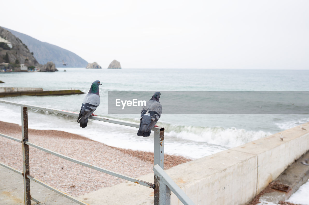 rear view of man standing on pier at beach against clear sky