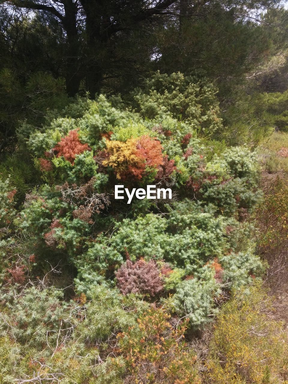 HIGH ANGLE VIEW OF FLOWERING PLANTS BY TREES ON FIELD
