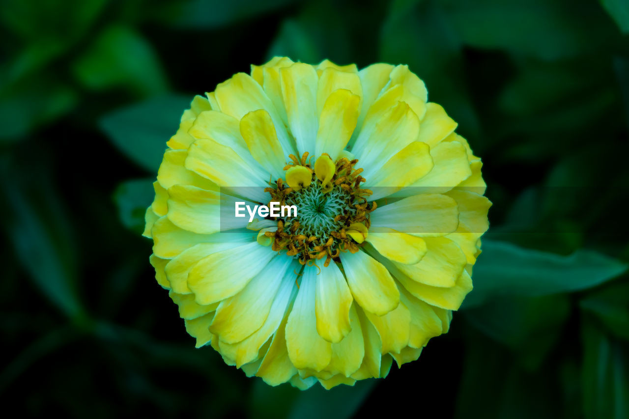 Close-up of yellow flowering plant, zinnia elegans, has beautiful gradation color of yellow-white