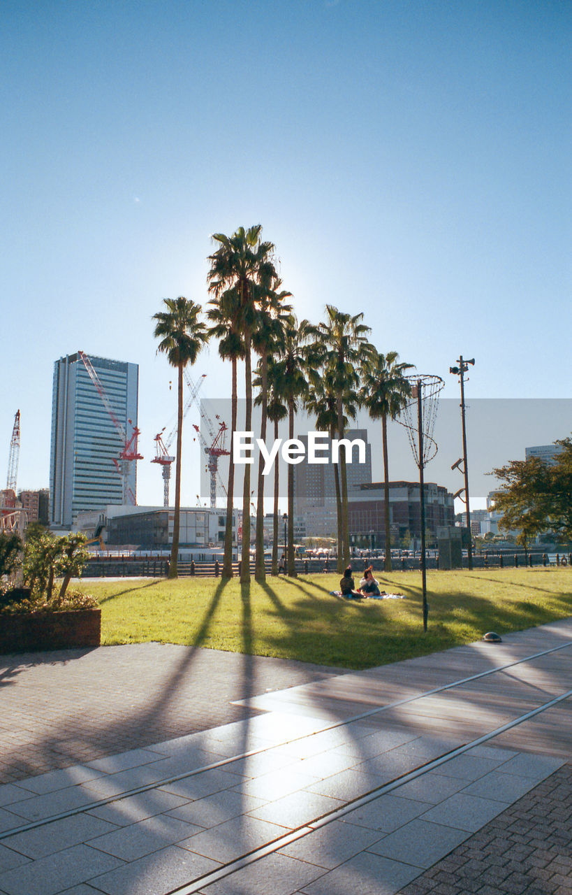 Palm trees by footpath against clear sky