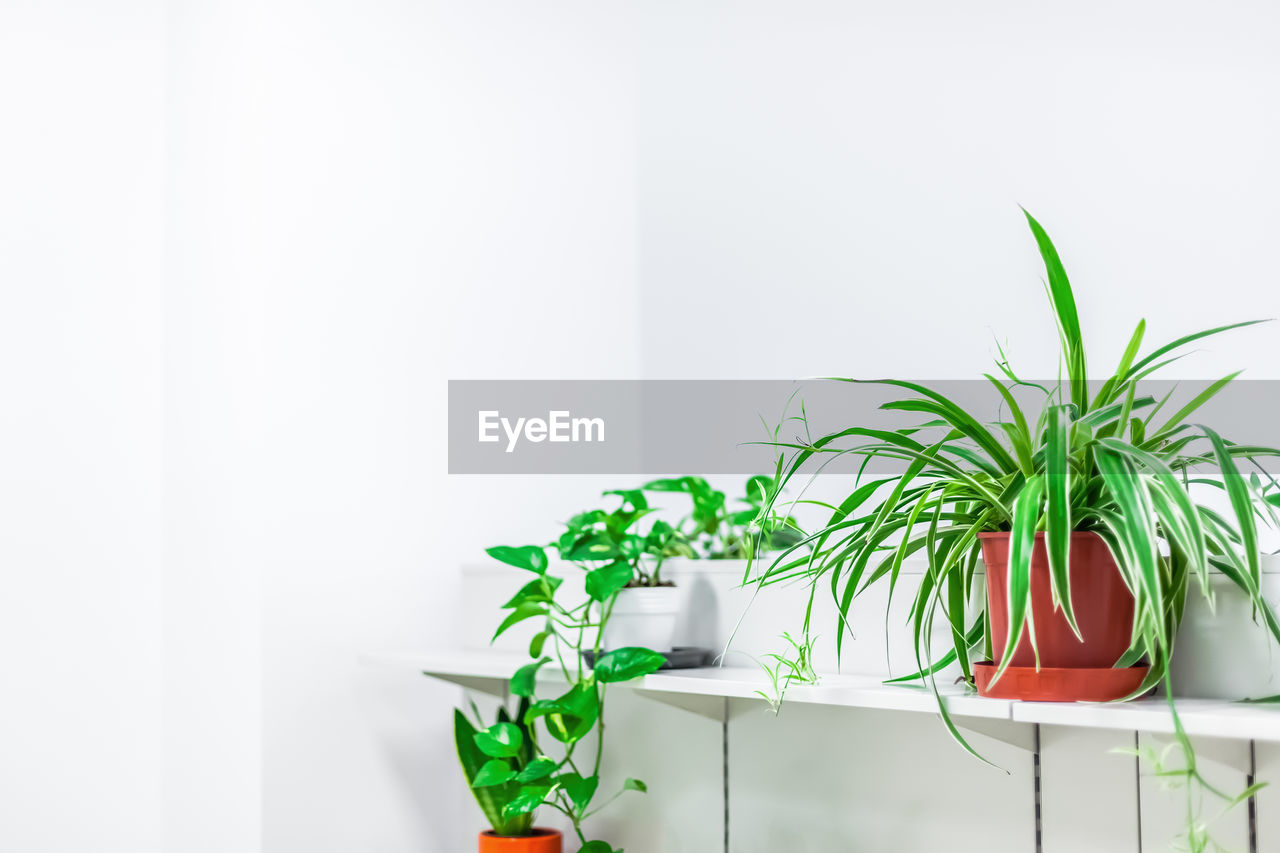 CLOSE-UP OF POTTED PLANT AGAINST WALL